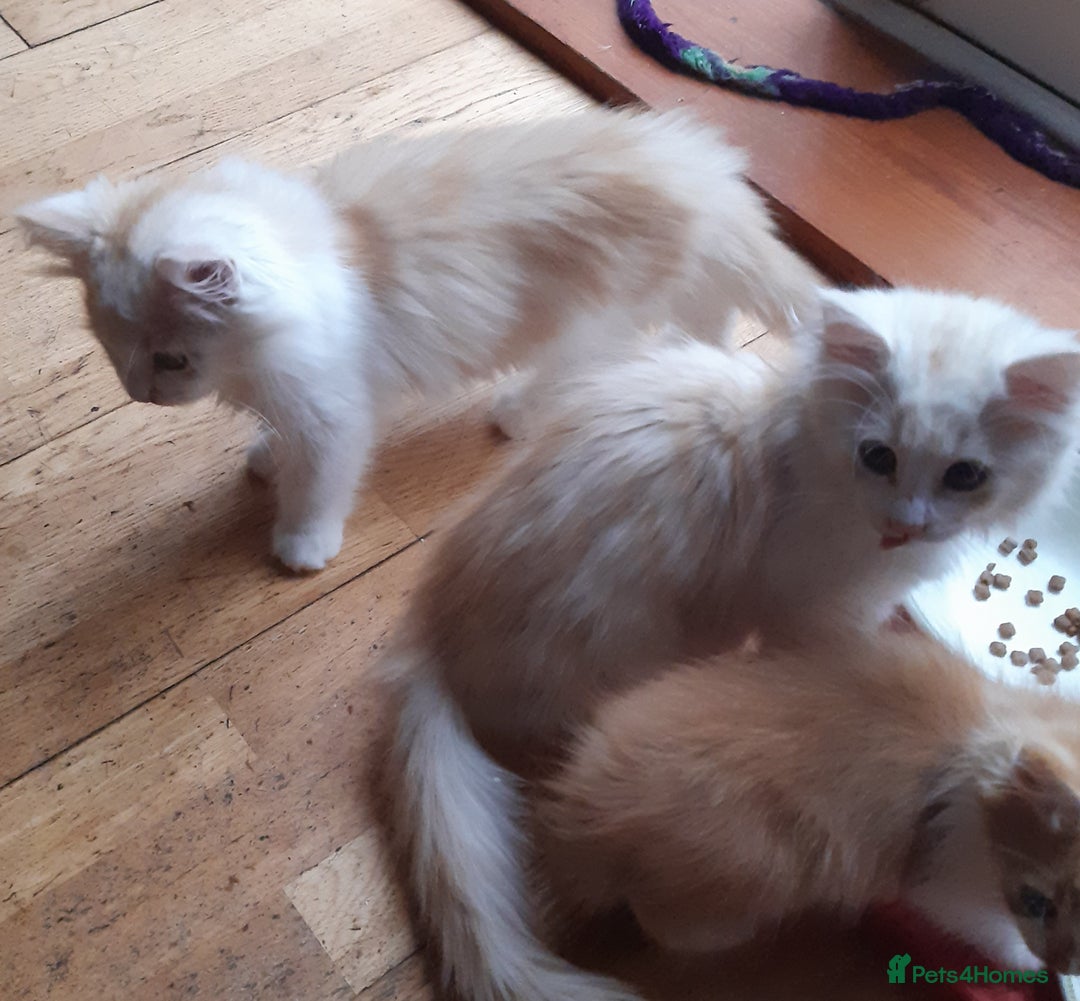 Siberian cats for sale: Three Beautiful Blond Siberian Kittens - Image 13