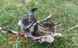 European cats for sale: 5 Adorable Male Kittens Looking for Loving Home - Image 10