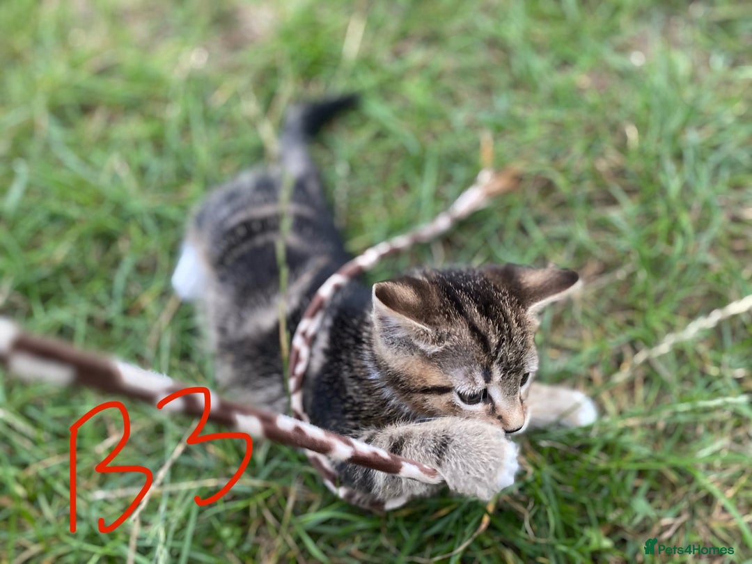 European cats for sale: 5 Adorable Male Kittens Looking for Loving Home - Image 10