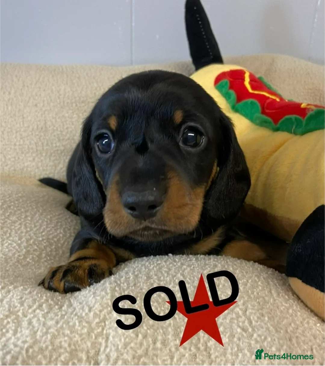 Miniature Dachshund dogs for sale: SOLD SOLD  Miniature Smooth Dachshund Puppues - Advert 12