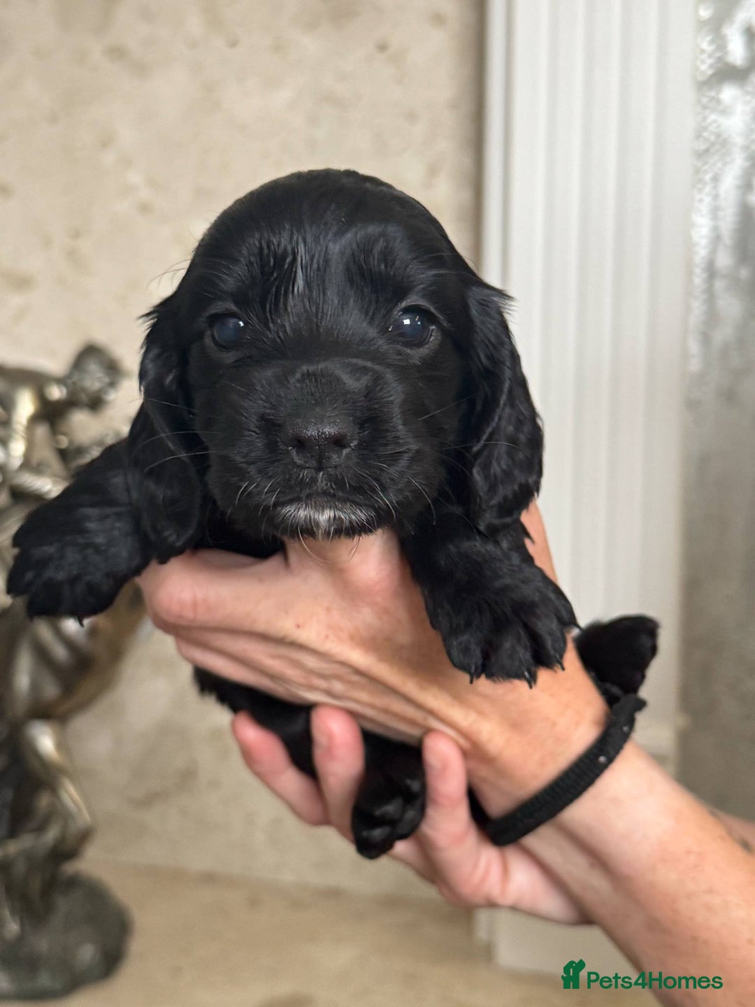 Cocker Spaniel dogs for sale: 4 Adorable working Cocker Spaniel puppies  - Image 10