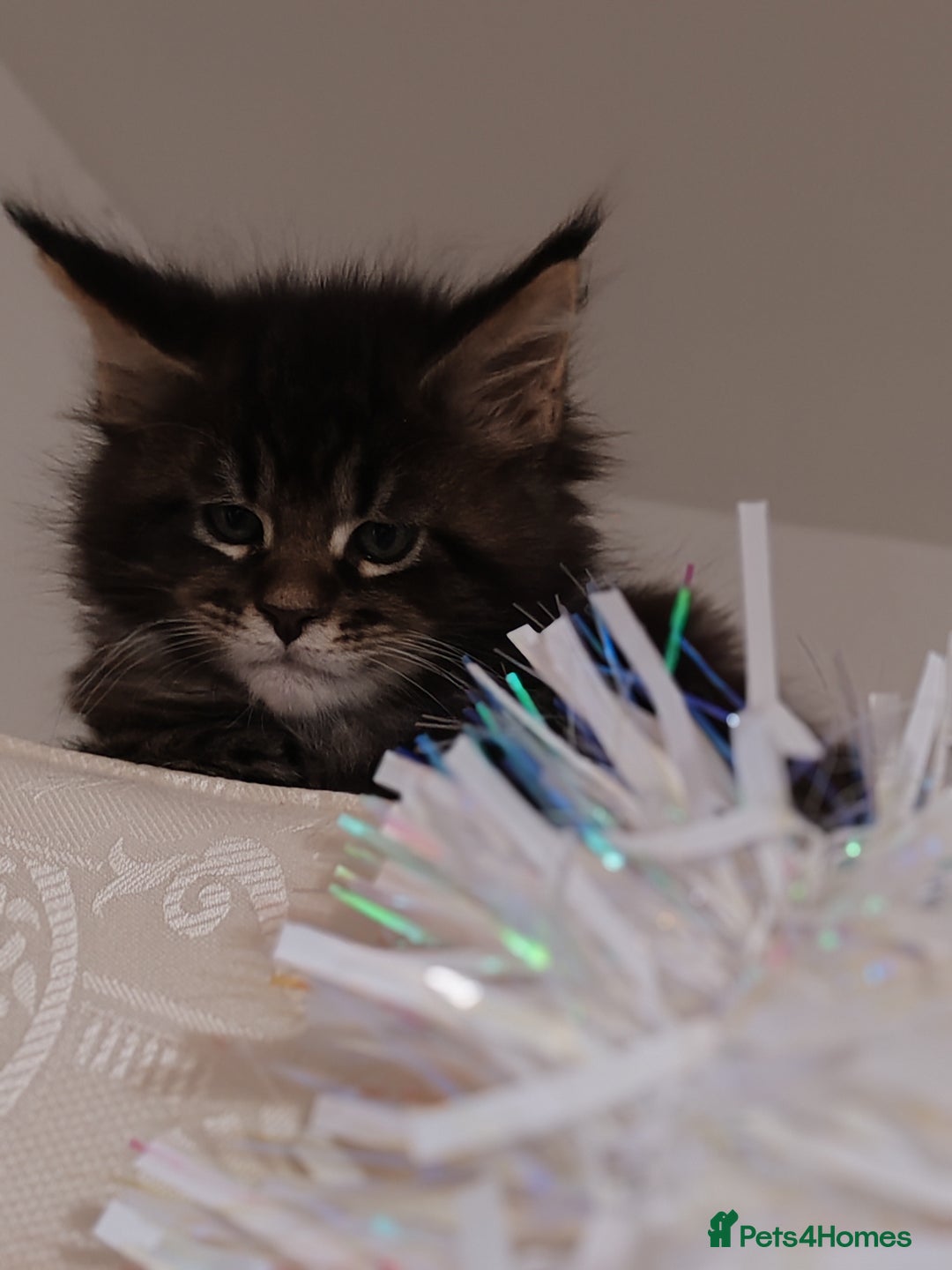 Maine Coon cats for sale: Maine coon kittens  - Advert 12