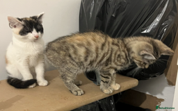Domestic Shorthair cats for sale: 2 Male 1 Female Tabby Cats - Silver Tabby Mother - Image 11
