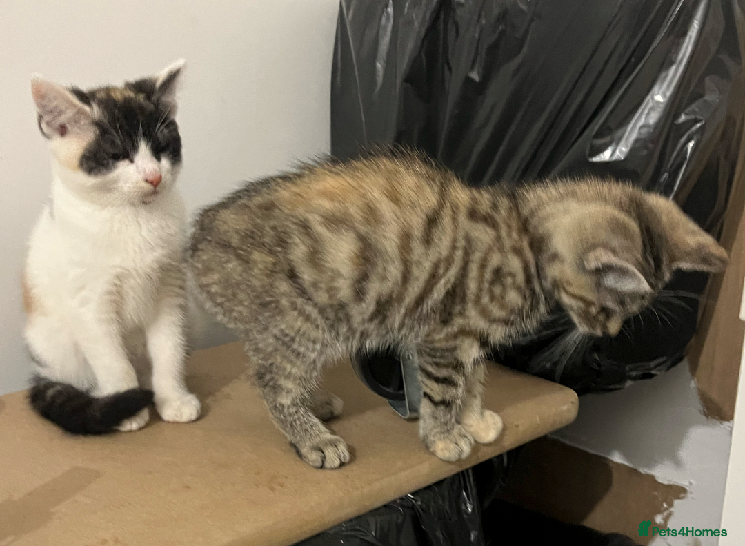 Domestic Shorthair cats for sale: 2 Male 1 Female Tabby Cats - Silver Tabby Mother - Image 11