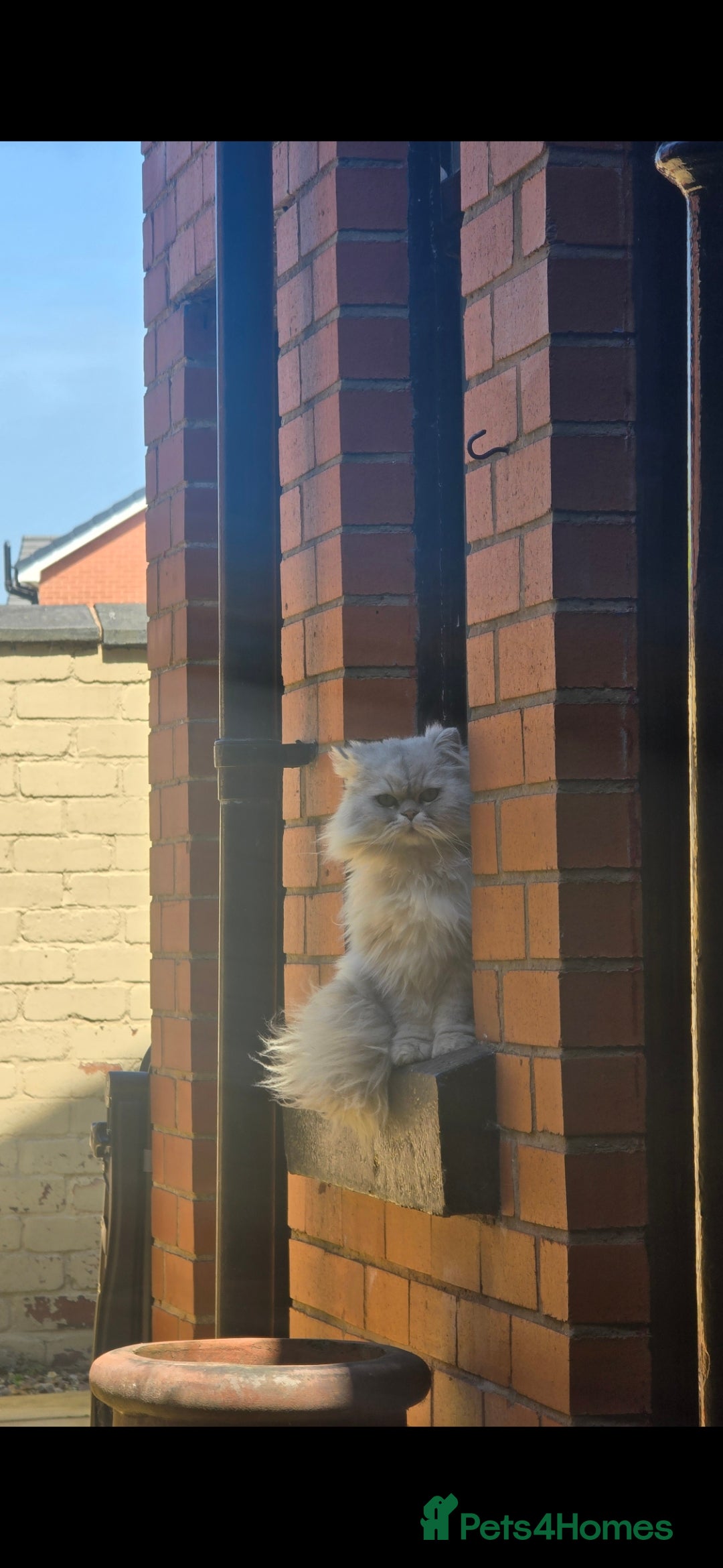 Persian cats for sale: Chinchilla Persian  - Image 1