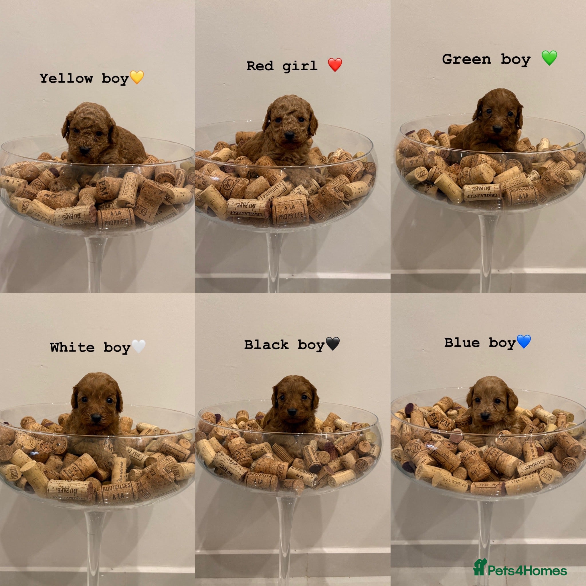 Cockapoo dogs Beautiful fox red cockapoo puppies - Advert 2