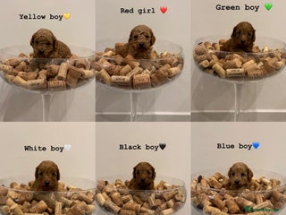 Cockapoo dogs Beautiful fox red cockapoo puppies - Advert 1