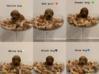 Cockapoo dogs Beautiful fox red cockapoo puppies - Advert 7