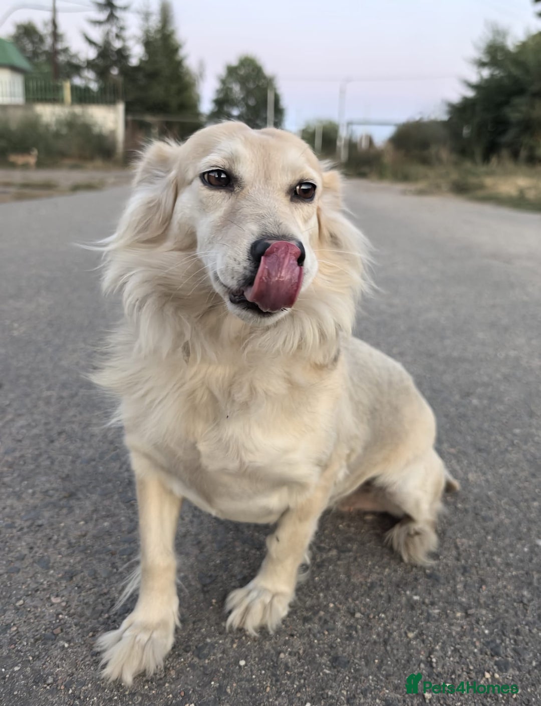 Mixed Breed dogs for adoption: 💖🐶 DOCHA 🐶💖 - Image 14