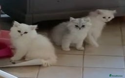 Persian cats for sale: 3 boys Persian chinchilla doll faced  - Image 5