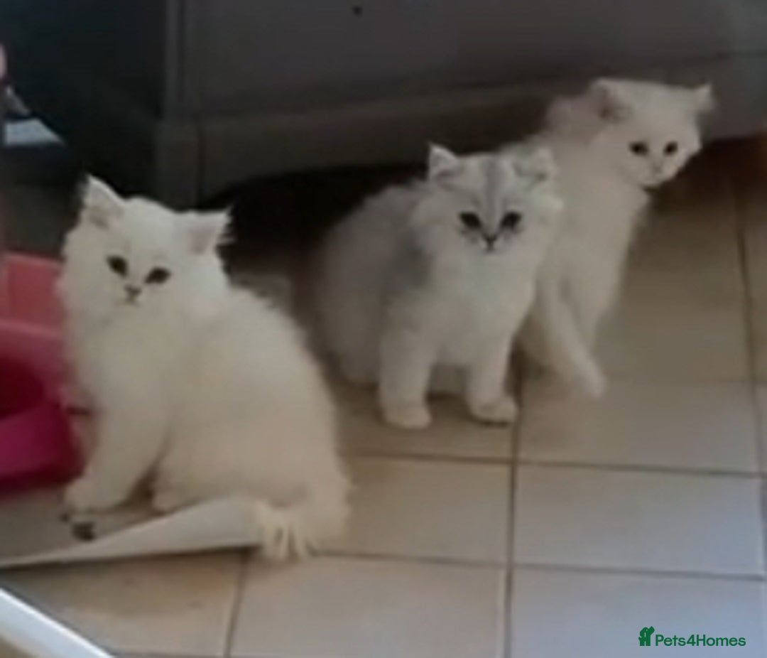 Persian cats for sale: 3 boys Persian chinchilla doll faced  - Image 5