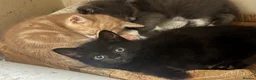 Mixed Breed cats for sale: The Most Adorable Kittens - Advert 2