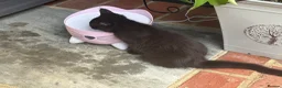 Ragdoll cats for sale: Luxury coats Ragdoll x  - Advert 3