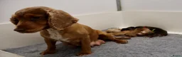 Cockapoo dogs for sale: ELITE COCKAPOOS 5* LICENSED BREEDER  - Advert 6