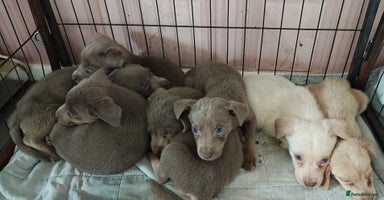 Labrador Retriever dogs - Advert 6