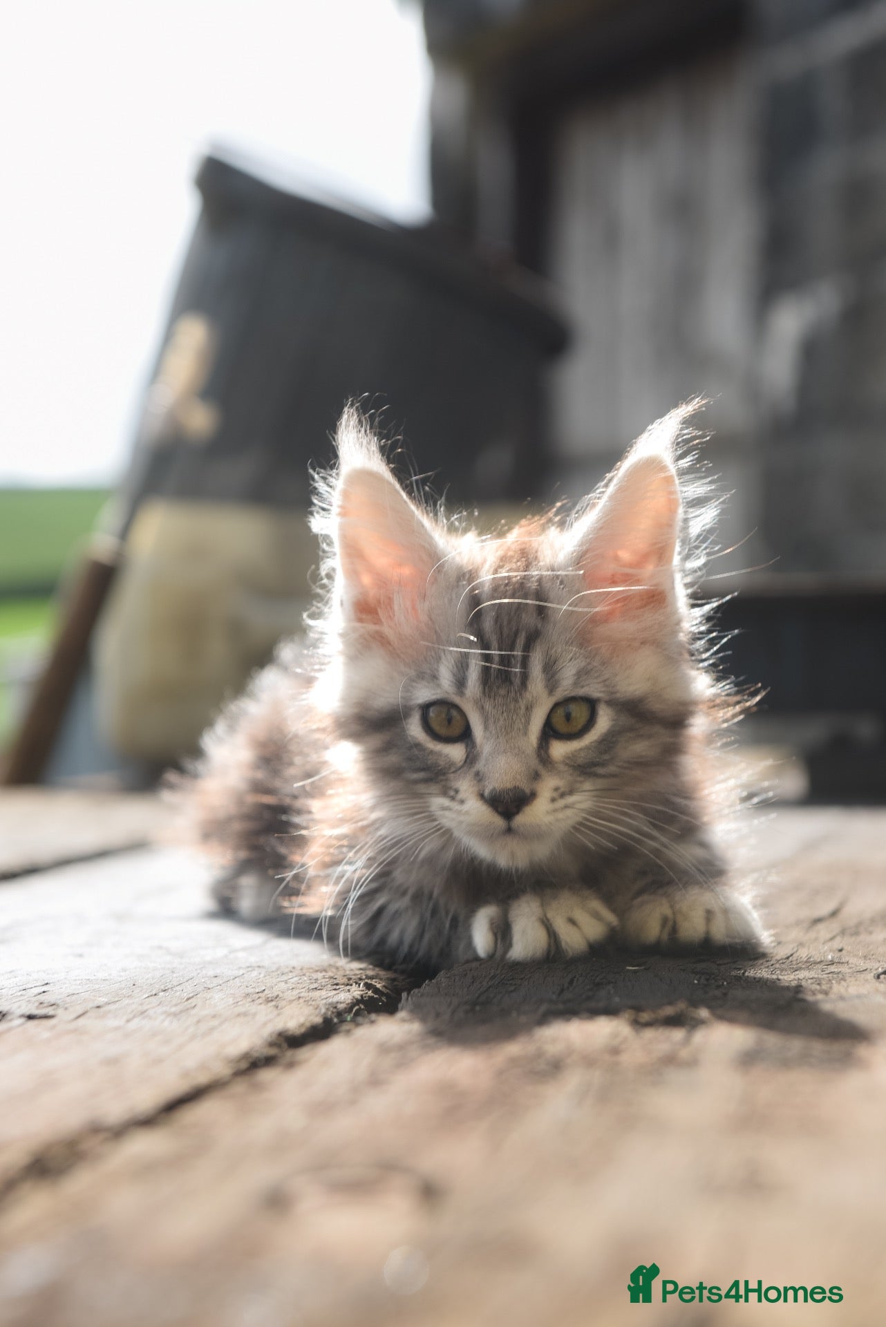 Maine Coon cats Xl Maine coon kittens 12 week 12th sept  - Advert 1