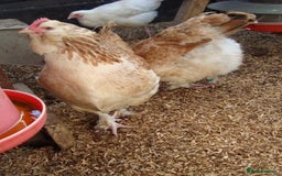 Chickens poultry for sale: Silkie and other chicks,growers and layers - Image 34