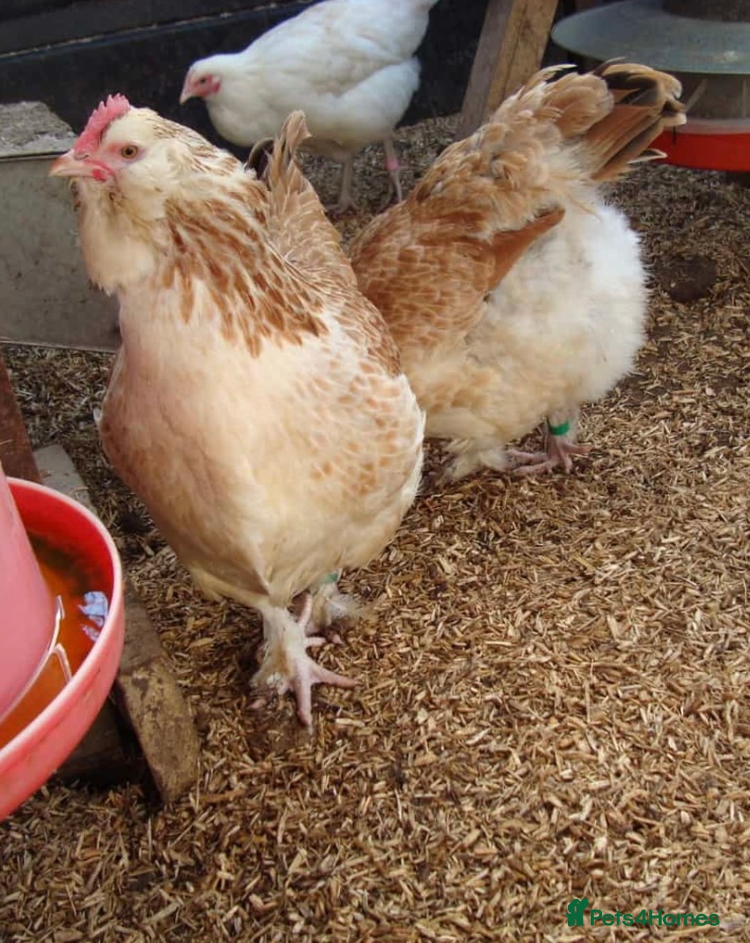 Chickens poultry for sale: Silkie and other chicks,growers and layers - Image 34