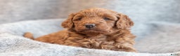 Toy Poodle dogs for stud: *KC Reg'd Toy Poodle Stud Dog*DNA Tested Clear* in Leyland - Advert 13