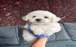 Bichon Frise dogs for sale: Bichon Frise Puppies  - Image 21