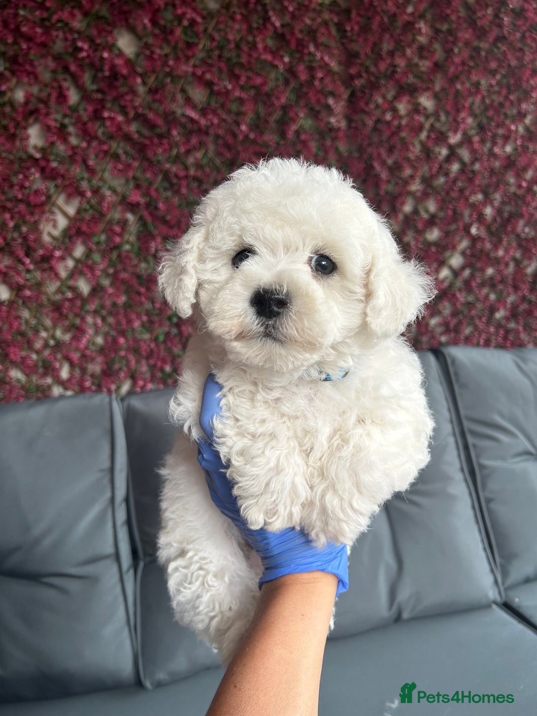 Bichon Frise dogs for sale: Bichon Frise Puppies  - Image 21