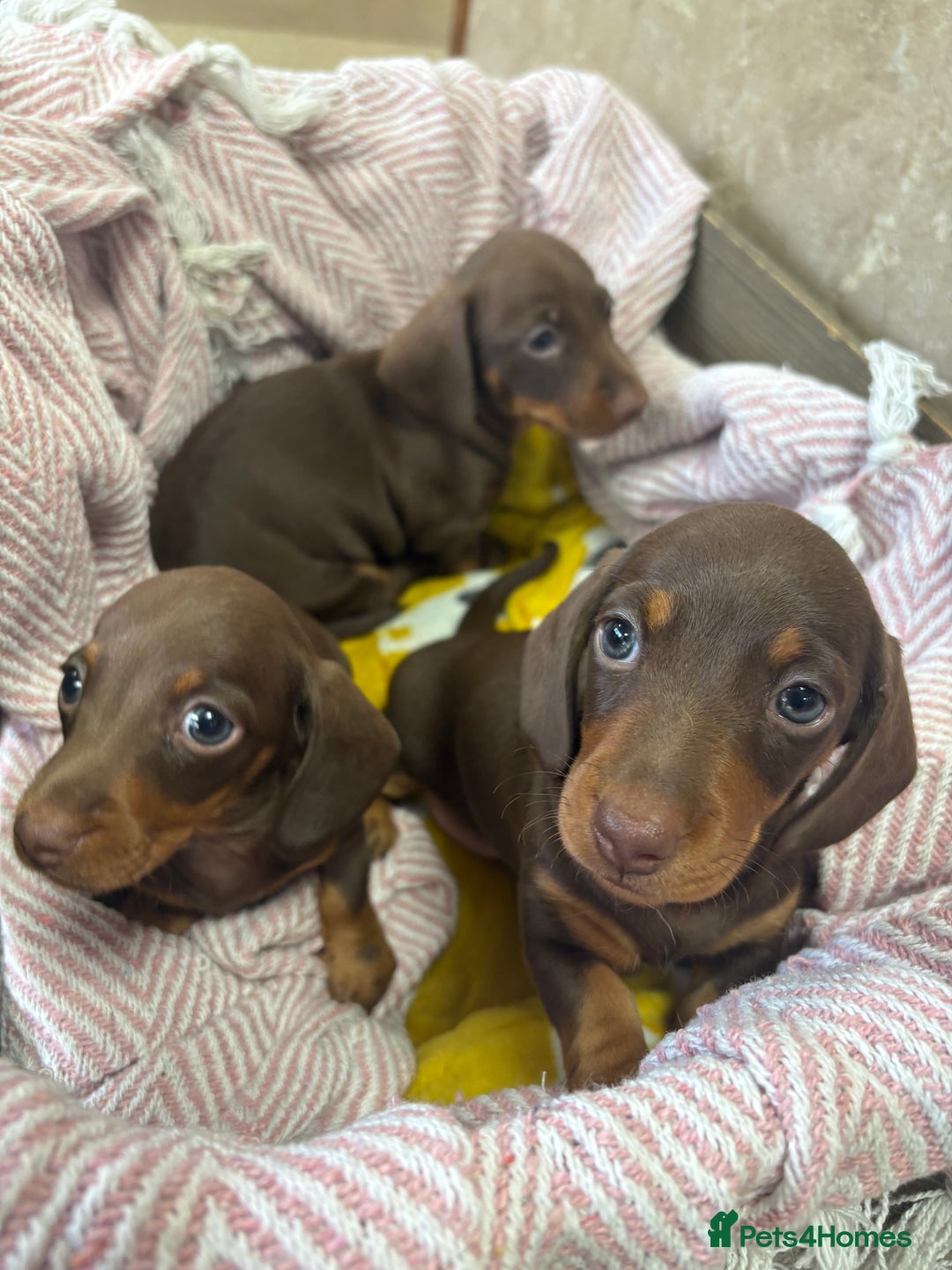 Miniature Dachshund dogs for sale: PLEASE READ!! Final lively little boy remaining ❤️ - Advert 12