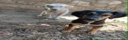 Mixed Breed dogs for adoption: Mika 5 months small medium Macedonia rescue  in Newmarket - Advert 6