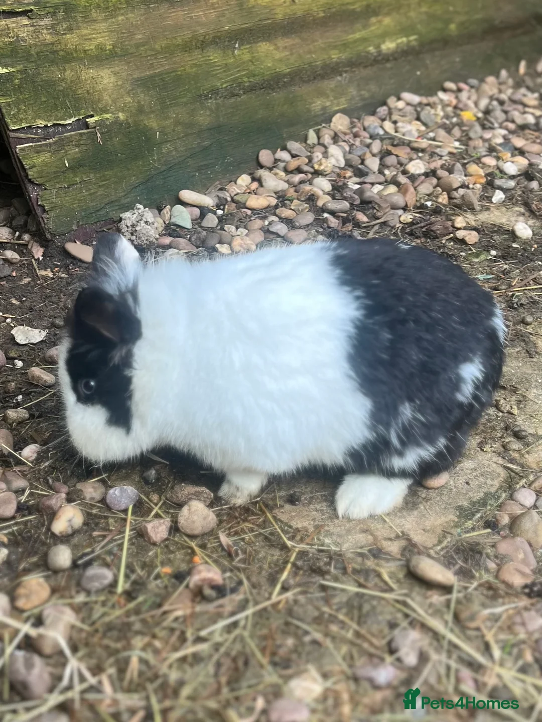 Lionhead rabbits for sale: 3 lion head rabbits  - Advert 2