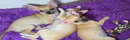 Chihuahua dogs for sale: CHIHUAHUA Girls Ready To Go - Advert 10