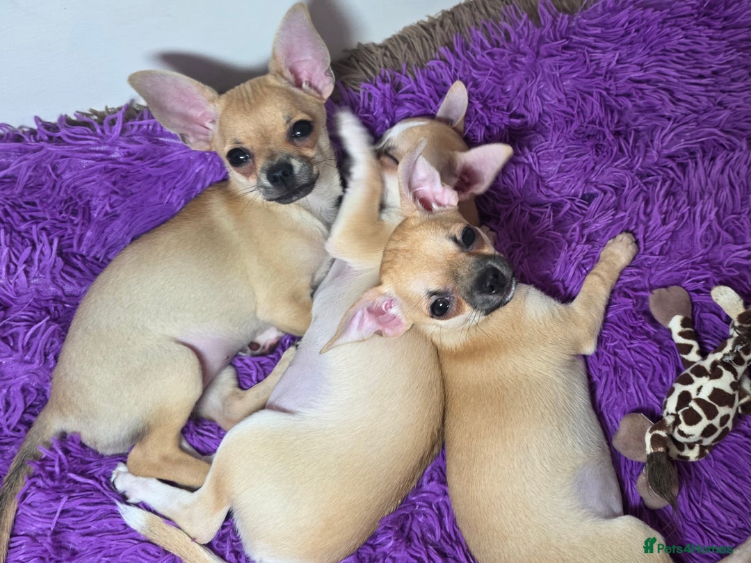 Chihuahua dogs for sale: CHIHUAHUA Girls Ready To Go - Advert 10