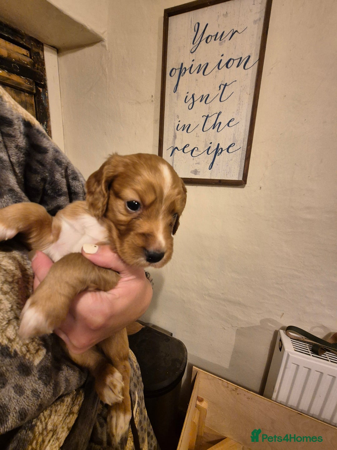 Cocker Spaniel dogs for sale: Beautiful kc working cocker spaniel puppies  - Image 7