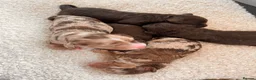 Sproodle dogs for sale: Sproodle puppies.  - Advert 10