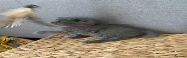 British Shorthair Kitten 1