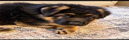 German Shepherd dogs for sale: EXCEPTIONAL KC REG GERMAN SHEPHERD PUPPIES - Advert 2