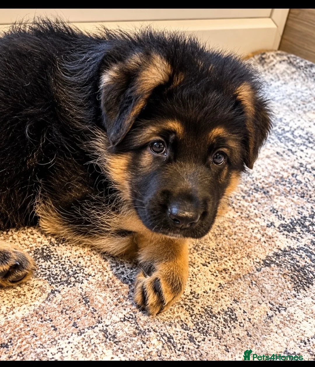 German Shepherd dogs for sale: EXCEPTIONAL KC REG GERMAN SHEPHERD PUPPIES - Advert 2
