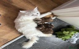 Mixed Breed cats for sale: Maine coon x kittens  - Image 3