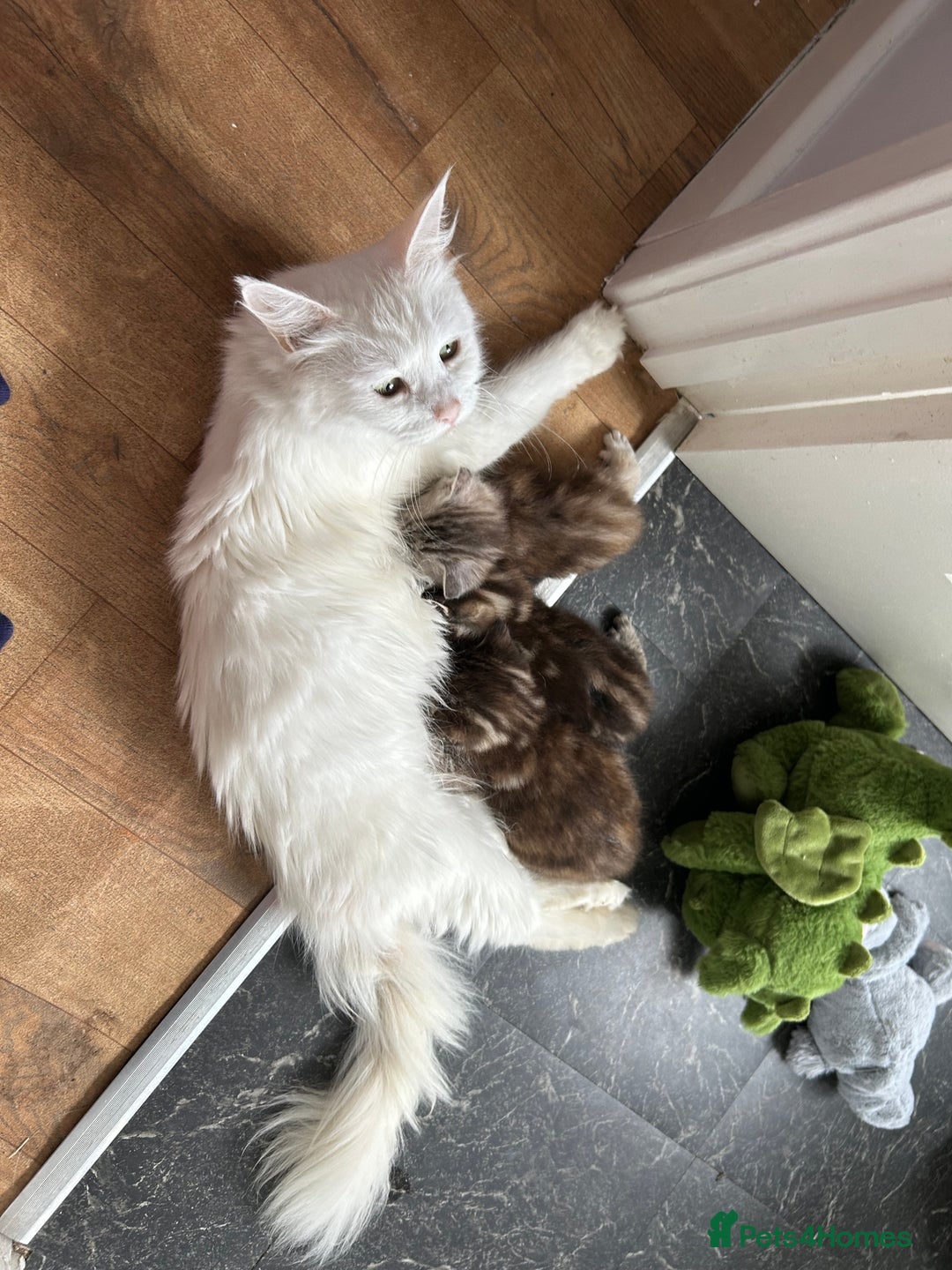 Mixed Breed cats for sale: Maine coon x kittens  - Image 3