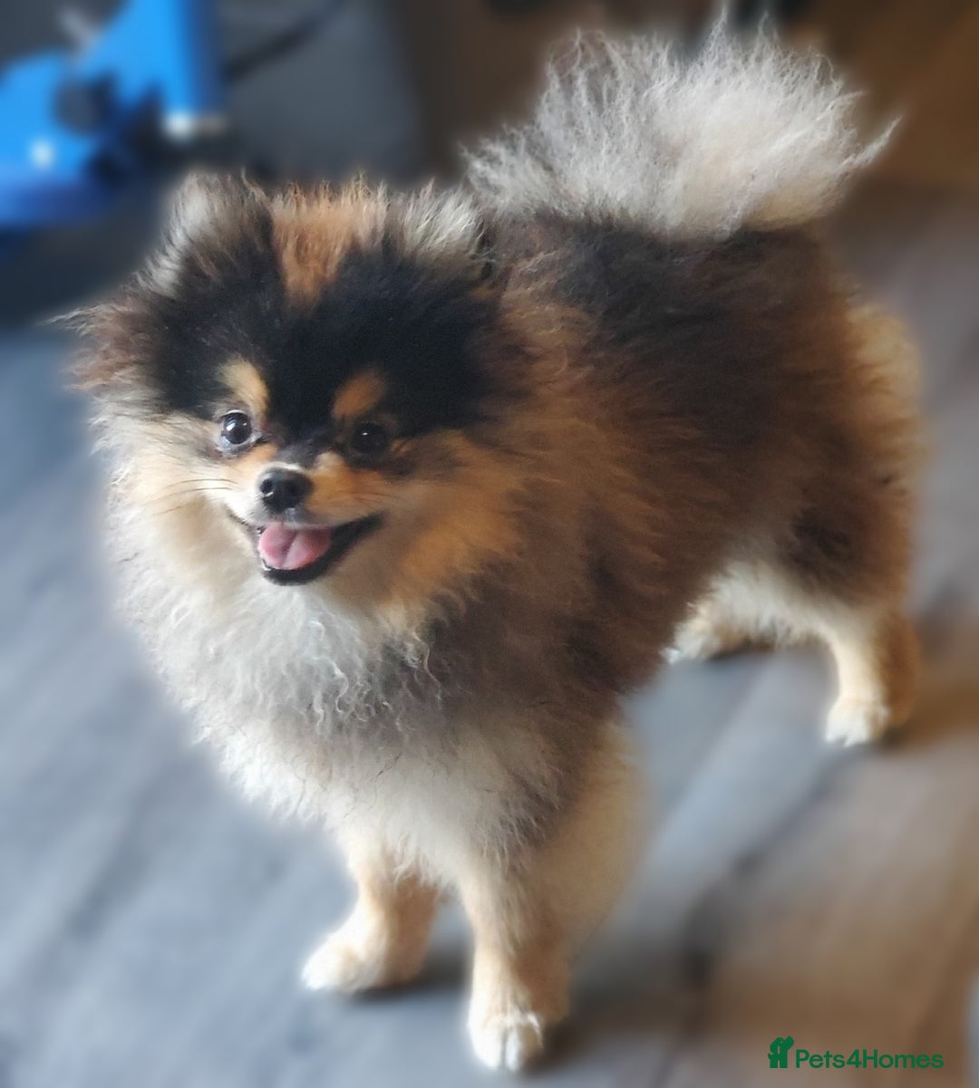 Pomeranian dogs for stud: Kc Pomeranian Male For STUD DUTIES - Advert 3