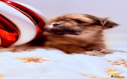 Shih Tzu dogs for sale: 3x Beautiful Pedigree Imperial Shih Tzu Girls - Advert 25