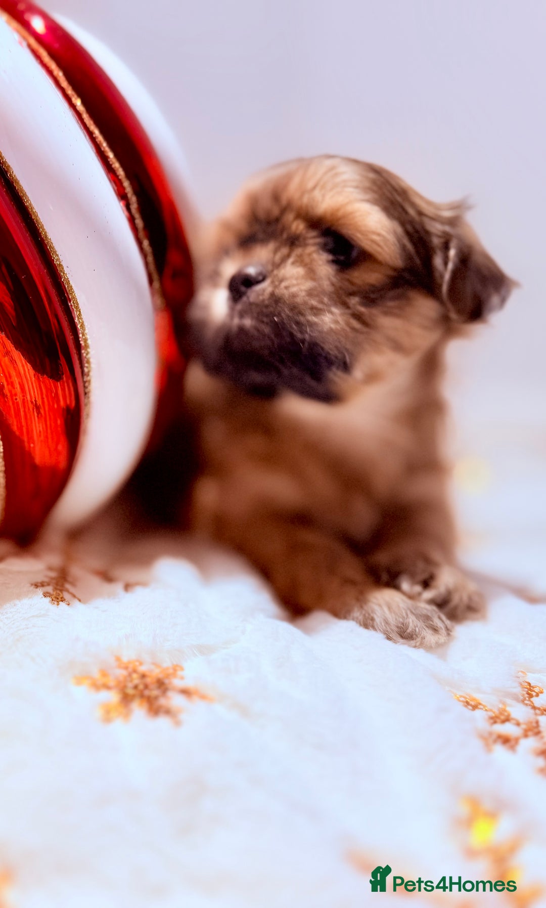 Shih Tzu dogs for sale: 3x Beautiful Pedigree Imperial Shih Tzu Girls - Advert 25