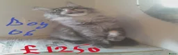 Maine Coon cats for sale: black silver ticked TICA Maine Coon boy - Advert 3