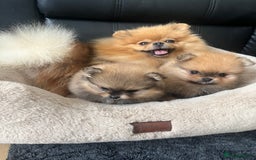 Pomeranian dogs for sale: 💎 Golden Colour Very Small Teddy Face 💎 - Image 14