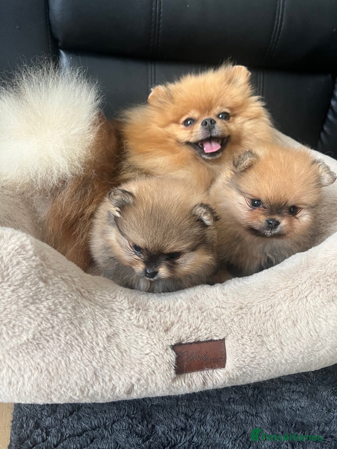 Pomeranian dogs for sale: 💎 Golden Colour Very Small Teddy Face 💎 - Image 14