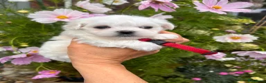 Maltese 2