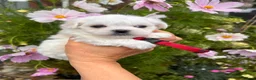 Maltese dogs for sale: Happy Tiny KC Reg Boys - Advert 11