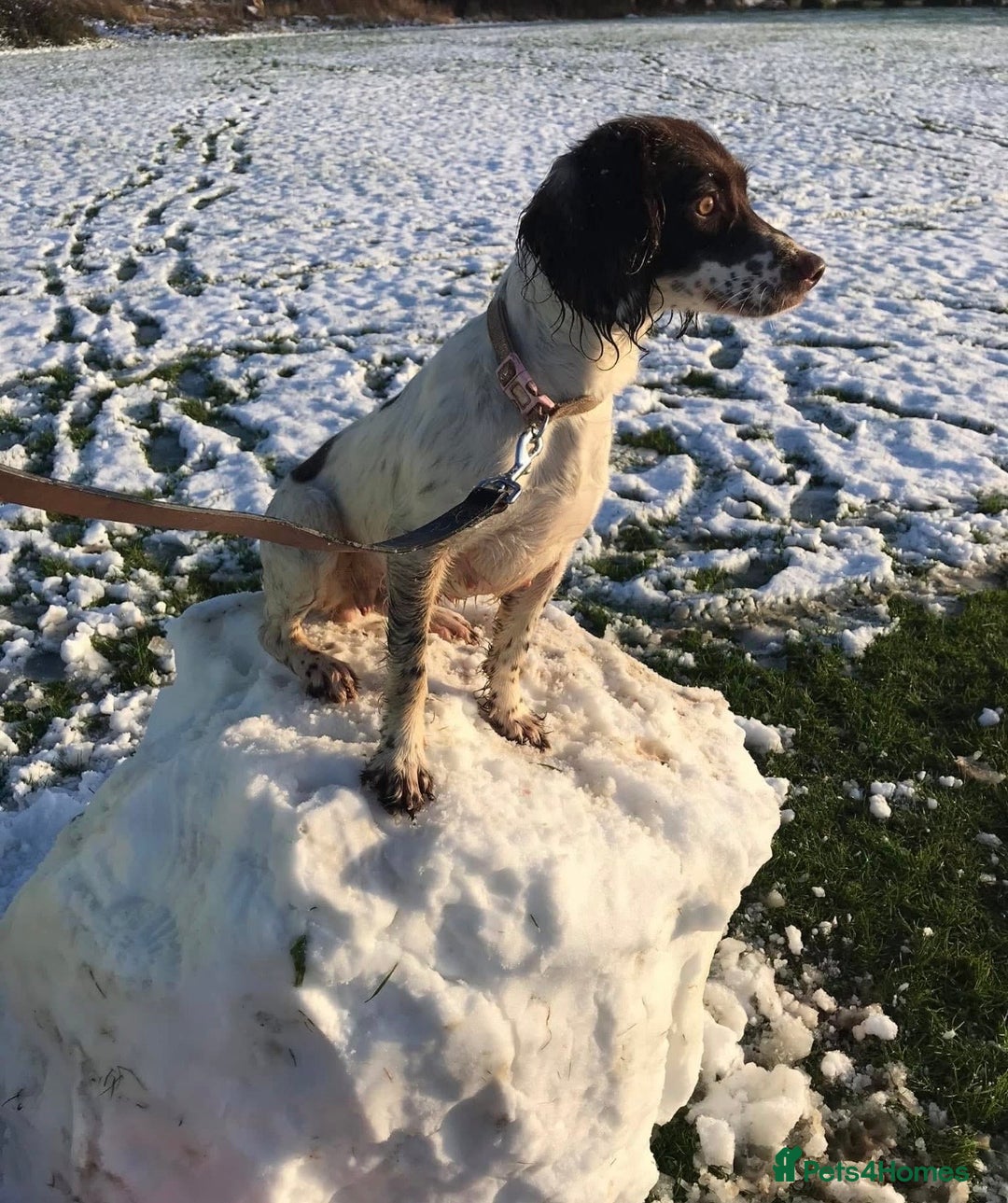 Sprocker dogs for sale: Beautiful sprocker puppies - Advert 22