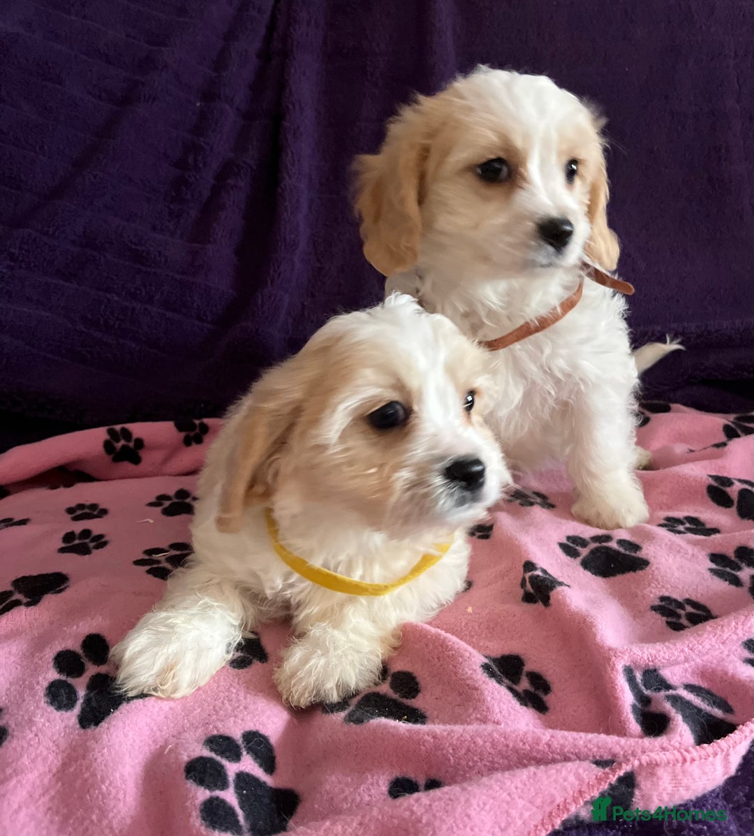 Cavachon dogs for sale: Cute Cavachon puppies  - Image 7