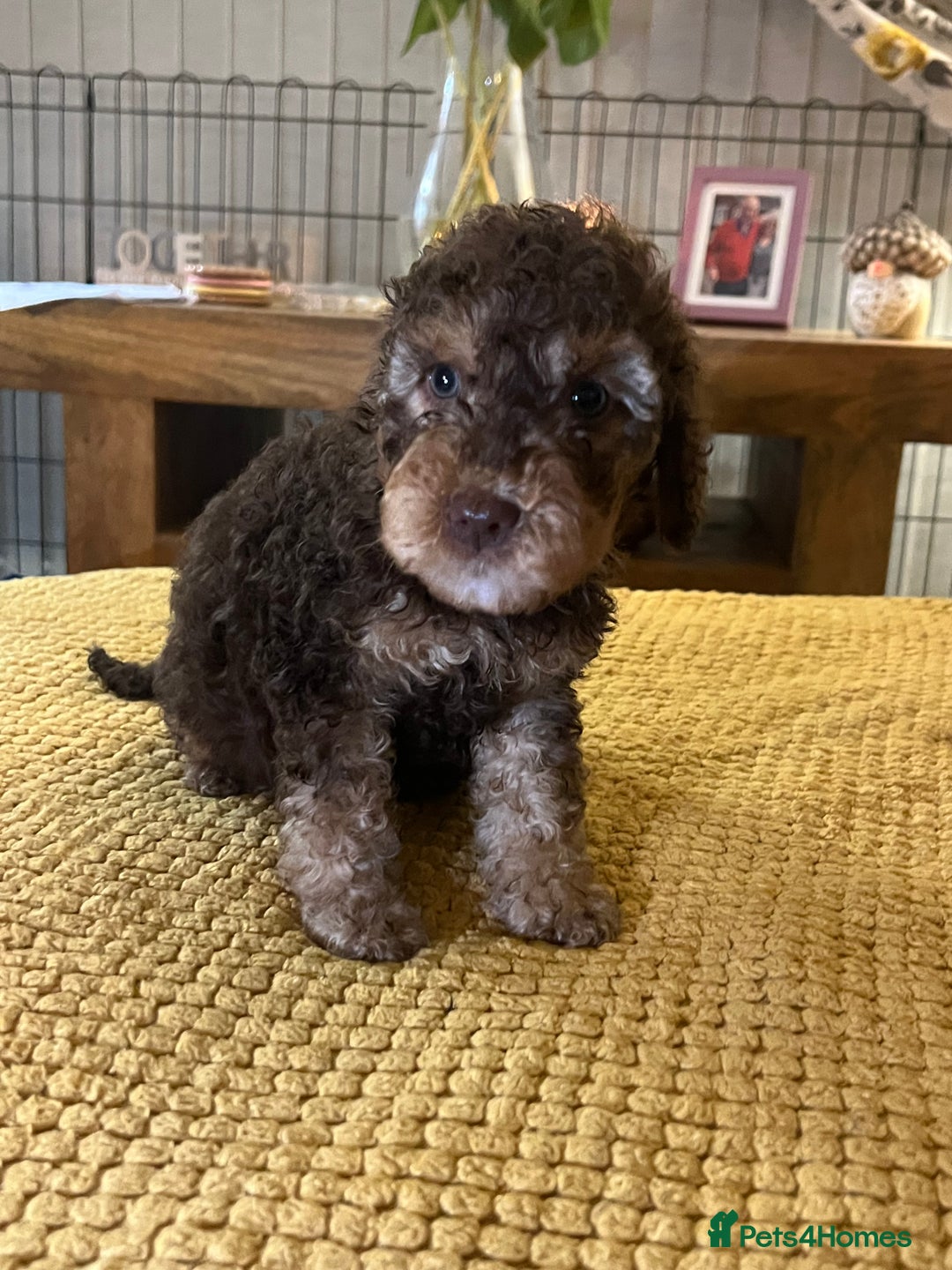 Cockapoo dogs for sale: Cockapoo puppies  - Image 28