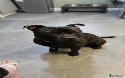 Staffordshire Bull Terrier dogs for sale: STAFFY BOY 11months old CHAMPION BLOODLINE  - Image 2