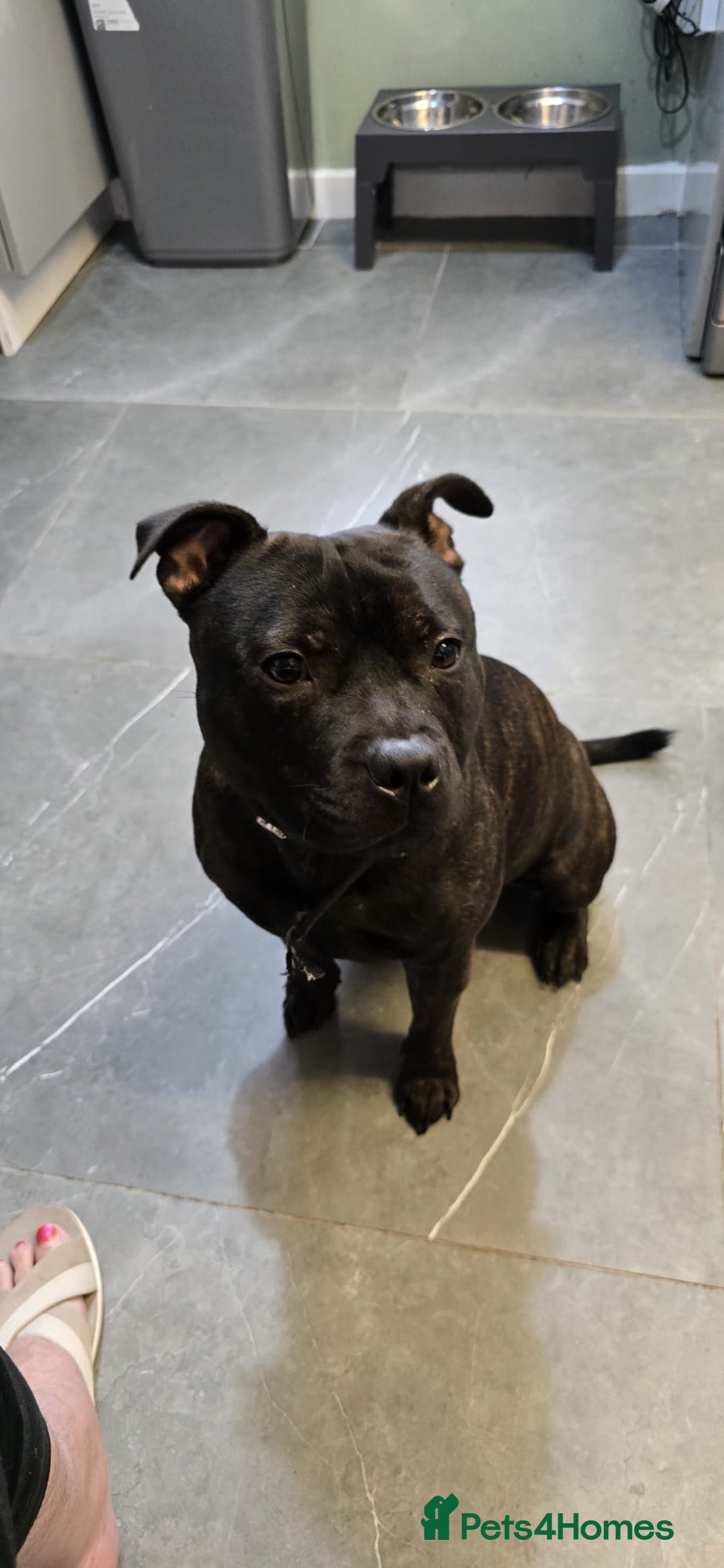 Staffordshire Bull Terrier dogs for sale: STAFFY BOY 11months old CHAMPION BLOODLINE  - Image 2